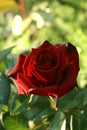 Small dark red rose flower