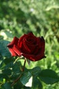 Small dark red rose flower