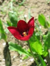 Dark red tulip Royalty Free Stock Photo