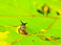 Small dark snail feed fresh green leaf. Very closeup view to snail Royalty Free Stock Photo