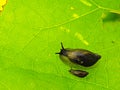 Small dark snail feed fresh green leaf. Very closeup view to snail Royalty Free Stock Photo