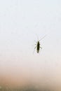 Beetle travels through the raindrops on the window Royalty Free Stock Photo