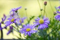 Small dasies in purple and yellow colors Royalty Free Stock Photo