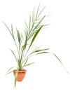 Small date palm in a pot on a white Royalty Free Stock Photo