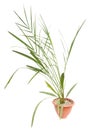 Small date palm in a pot on a white Royalty Free Stock Photo