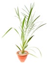 Small date palm in a pot on a white Royalty Free Stock Photo