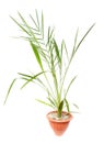 Small date palm in a pot on a white Royalty Free Stock Photo