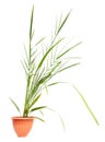 Small date palm in a pot on a white Royalty Free Stock Photo