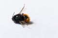 Small dead bee on a white background