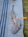 The Small dead caught shark, Albania