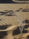Small dead tree in the desert in Sossusvlei, Namibia