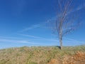 Small deciduous tree alone on a tiny hill with a bright blue sky background on a early winter day Royalty Free Stock Photo