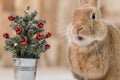 Small decorated Christmas tree with adorable Rufus Rabbit making cute facial expressions, selective focus