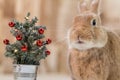 Small decorated Christmas tree with adorable Rufus Rabbit making cute facial expressions, selective focus