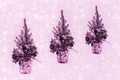 Small live Christmas trees in gift paper. Tinted in pink