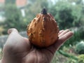 Small decoration Pumpkins. Halloween decoration Pumpkin. Halloween decorations.