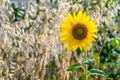 Small decorative bright blooming sunflower on a blurred background stalks of ripe oats