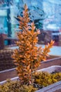 small decorative bush on the open terrace of a cafe. Autumn in the city Royalty Free Stock Photo