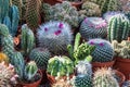 Small decorative cactus with bright flowers in cute little pots