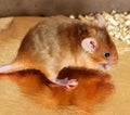 Small decorative mouse with golden fur. a pet in a cage Royalty Free Stock Photo
