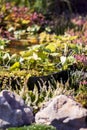 Small decorative pond in the garden, close up, vertical Royalty Free Stock Photo