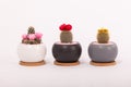 Small decorative pots with flowers cacti. Succulent plants, house plants with ceramic round pots for home. Cactus lover