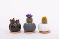 Small decorative pots with flowers cacti. Succulent plants, house plants with ceramic round pots for home. Cactus lover
