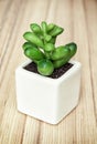 Small decorative potted plant on the wooden background