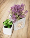 Small decorative potted plants on the wooden background