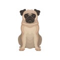 Small decorative pug dog with wrinkly, short-muzzled face, compact square body and short beige coat. Detailed flat