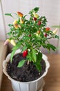 Small decorative red, green jalapeno pepper grow in white clay pot on window sill. Ripe red hot chili on branch of bush Royalty Free Stock Photo