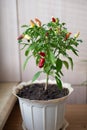 Small decorative red, green jalapeno pepper grow in white clay pot on window sill. Ripe red hot chili on branch of bush Royalty Free Stock Photo