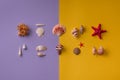 Small decorative seashells on vibrant background