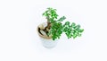 Small decorative tree,Small bonsai tree in the clay pot fukien tea plant isolated on white background Royalty Free Stock Photo