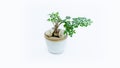 Small decorative tree,Small bonsai tree in the clay pot fukien tea plant isolated on white background Royalty Free Stock Photo