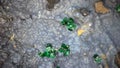 Small bright green malachite (copper carbonate) crystals on matrix