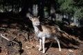 small deer with a branch in its mouth in the parc animalier des Angles in Capcir Royalty Free Stock Photo