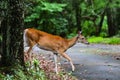 Small deer crossing a road in Georgia
