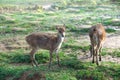 Small Deer or Doe on Green Pasture or Meadow or Grassland At Misty Morning During Sunrise. The Deer is Without Antlers Royalty Free Stock Photo