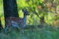 Small deer in forest trought day.