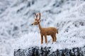 Small deer in frozen forest