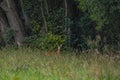 A small deer hidden at the edge of the forest