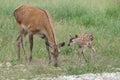 a small deer and a large deer