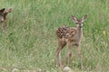 a small deer looks carefully into the buttermilk