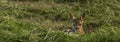 Small deer lying in fresh mowed field in hot sunny summer day Royalty Free Stock Photo