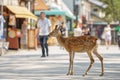 Small deer in the streets of Miyajima island, Japan Royalty Free Stock Photo