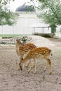 Small deer in a zoo in nature outdoors