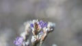 Small Defocused blue Flowers