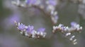 Small Defocused White Flowers