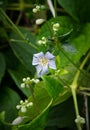 Small delicate blue flowers of Clematis vitalba